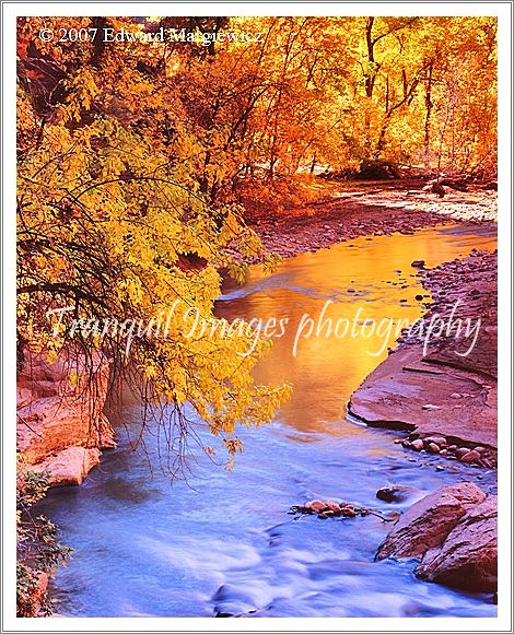 450486---Afternoon sun light lights up cottonwoods along the Virgin River causing brilliant reflections